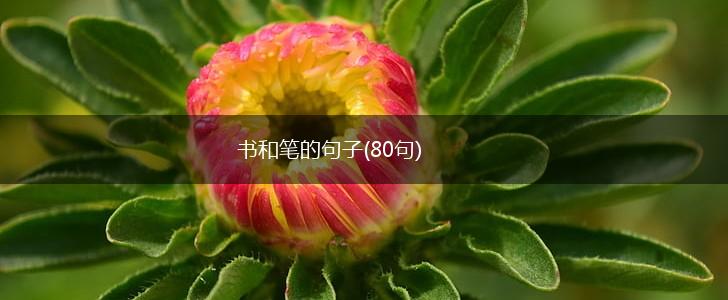 书和笔的句子(80句),第1张