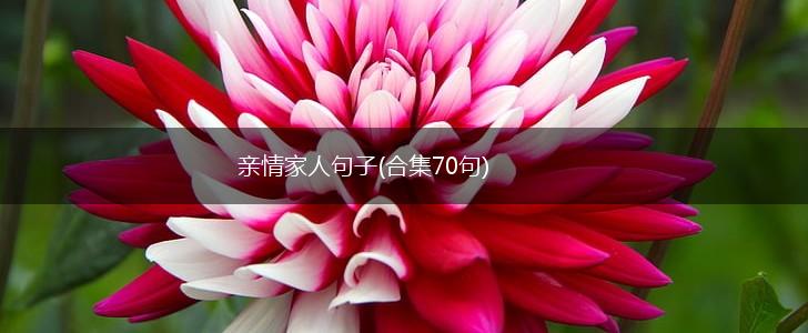 亲情家人句子(合集70句),第1张