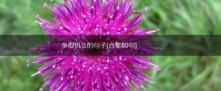 争取机会的句子(合集80句),第1张
