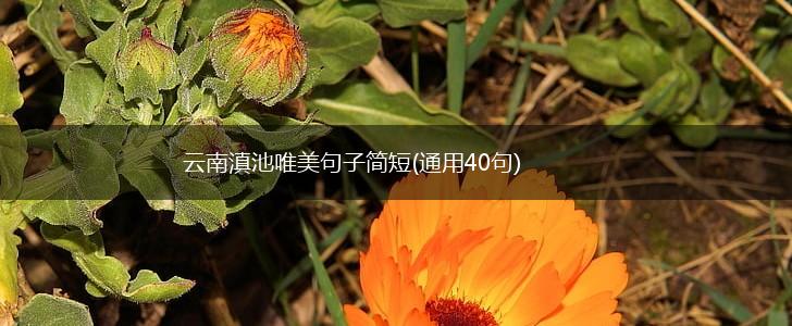 云南滇池唯美句子简短(通用40句),第1张