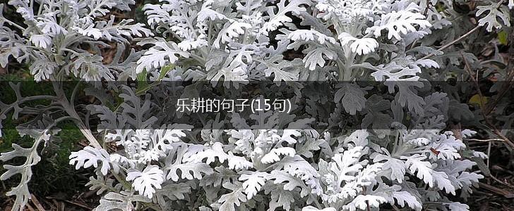 乐耕的句子(15句),第1张
