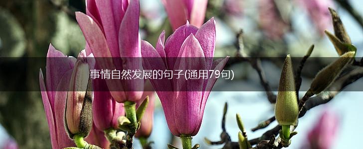 事情自然发展的句子(通用79句),第1张
