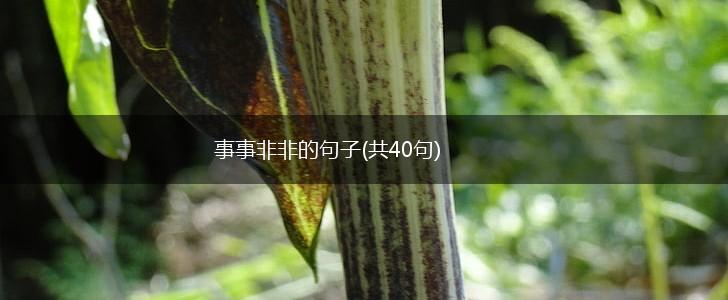 事事非非的句子(共40句),第1张
