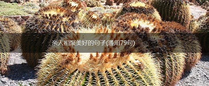 亲人相聚美好的句子(通用79句),第1张