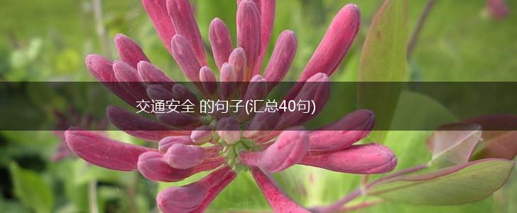 交通安全 的句子(汇总40句),第1张