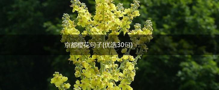 京都樱花句子(优选30句),第1张