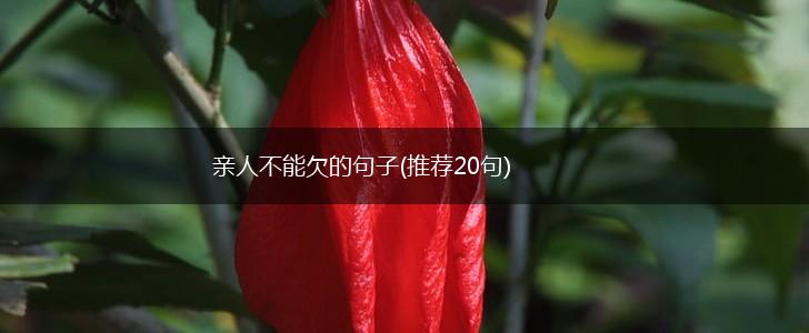 亲人不能欠的句子(推荐20句),第1张