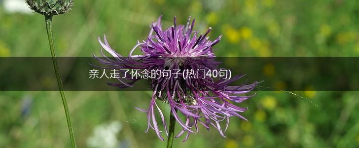 亲人走了怀念的句子(热门40句),第1张