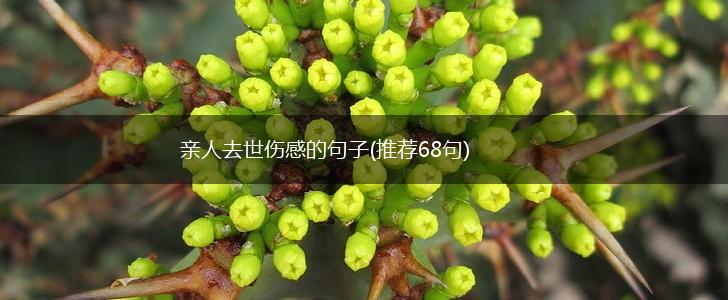 亲人去世伤感的句子(推荐68句),第1张
