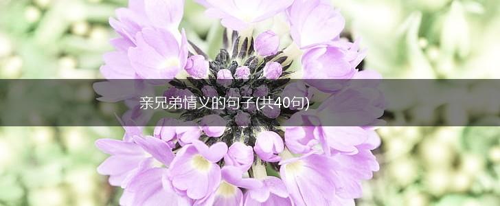 亲兄弟情义的句子(共40句),第1张