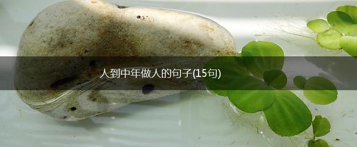 人到中年做人的句子(15句),第1张
