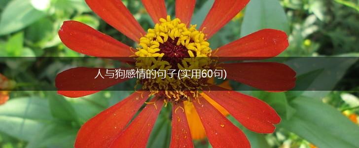 人与狗感情的句子(实用60句),第1张