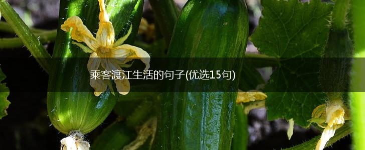 乘客渡江生活的句子(优选15句),第1张