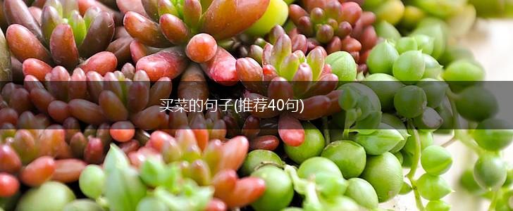 买菜的句子(推荐40句),第1张