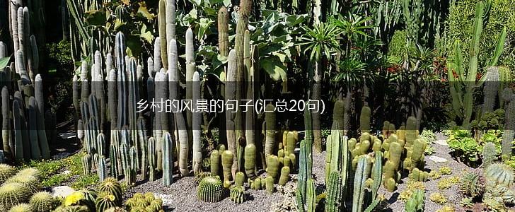 乡村的风景的句子(汇总20句),第1张