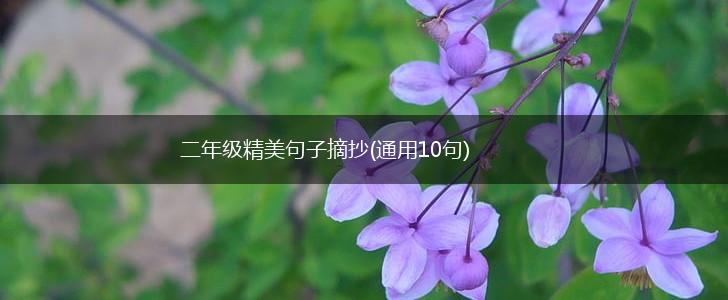 二年级精美句子摘抄(通用10句),第1张