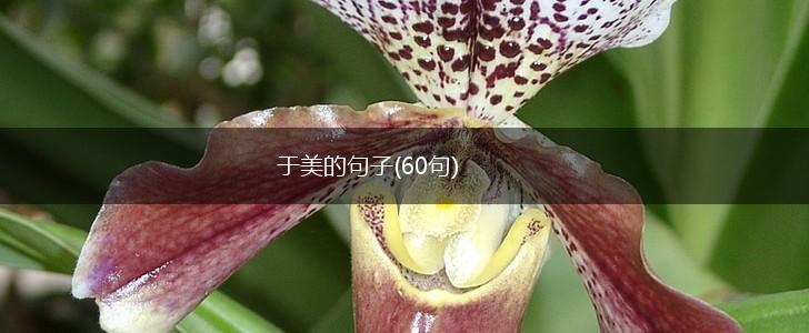 于美的句子(60句),第1张