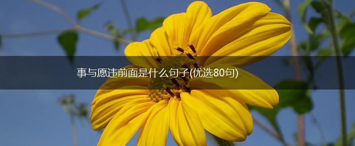 事与愿违前面是什么句子(优选80句),第1张