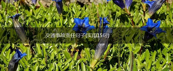 交通事故责任句子(实用15句),第1张