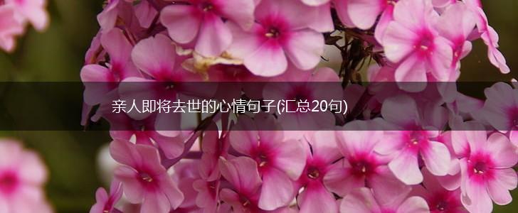 亲人即将去世的心情句子(汇总20句),第1张