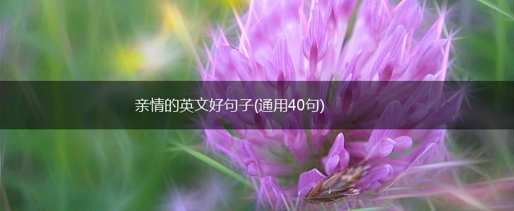 亲情的英文好句子(通用40句),第1张