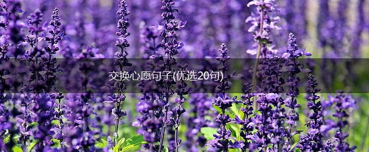 交换心愿句子(优选20句),第1张