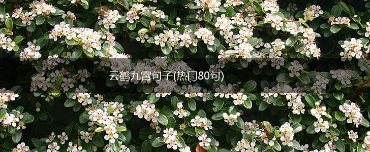 云鹤九霄句子(热门80句),第1张