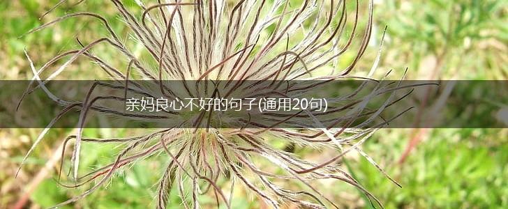亲妈良心不好的句子(通用20句),第1张