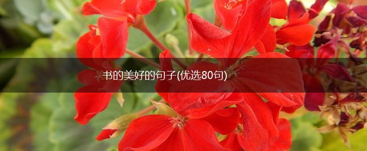 书的美好的句子(优选80句),第1张