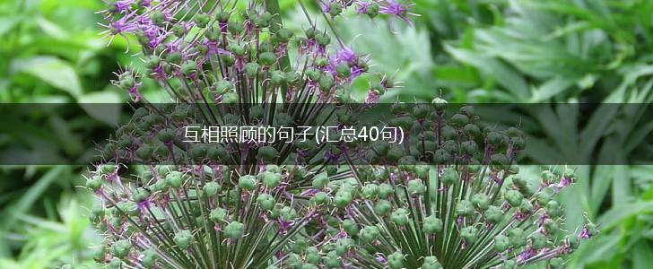 互相照顾的句子(汇总40句),第1张