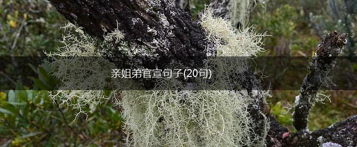 亲姐弟官宣句子(20句),第1张
