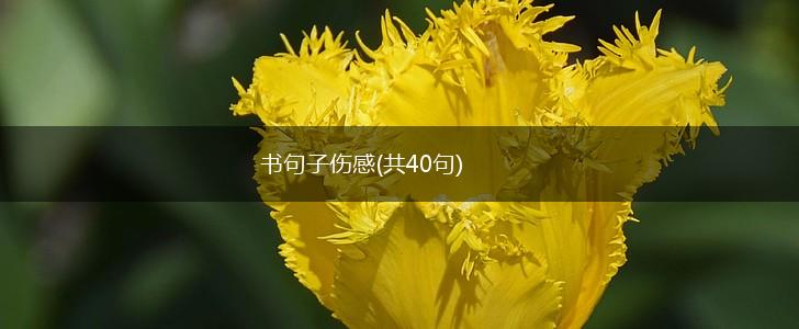 书句子伤感(共40句),第1张