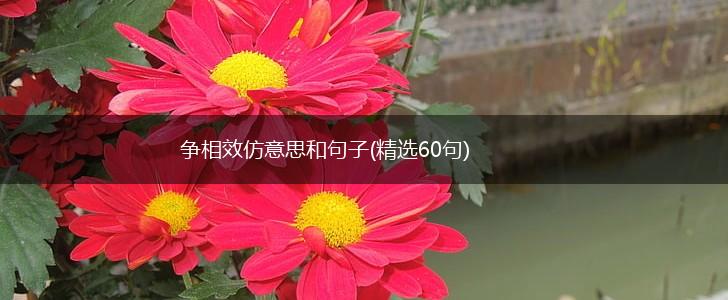 争相效仿意思和句子(精选60句),第1张