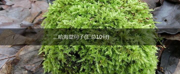 二哈海棠句子(汇总10句),第1张