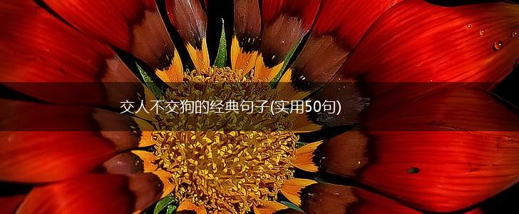 交人不交狗的经典句子(实用50句),第1张