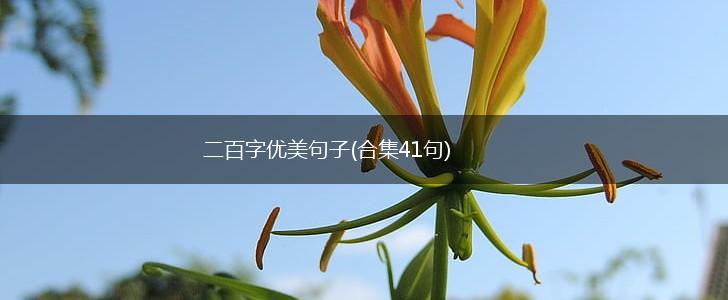 二百字优美句子(合集41句),第1张