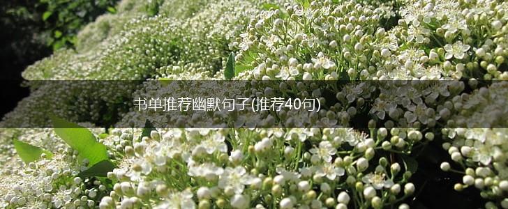 书单推荐幽默句子(推荐40句),第1张