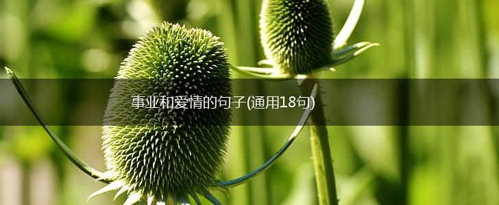 事业和爱情的句子(通用18句),第1张