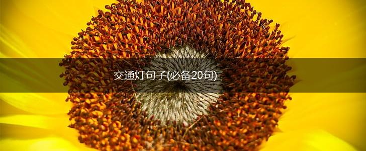 交通灯句子(必备20句),第1张