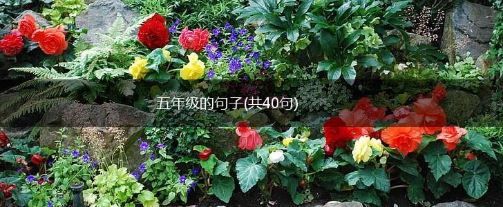 五年级的句子(共40句),第1张
