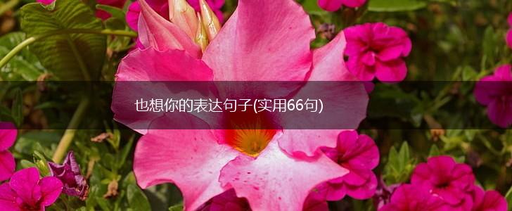 也想你的表达句子(实用66句),第1张
