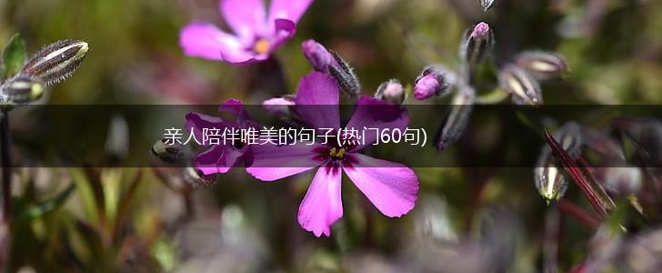 亲人陪伴唯美的句子(热门60句),第1张