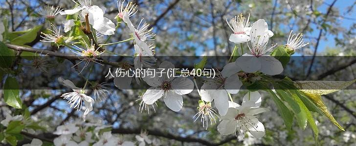 人伤心的句子(汇总40句),第1张