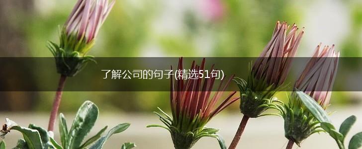 了解公司的句子(精选51句),第1张