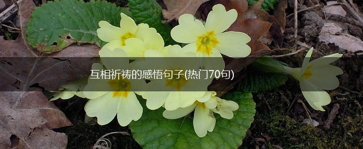 互相祈祷的感悟句子(热门70句),第1张