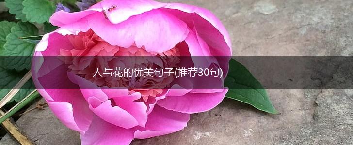 人与花的优美句子(推荐30句),第1张