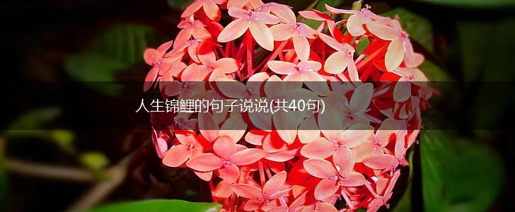 人生锦鲤的句子说说(共40句),第1张