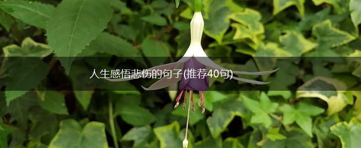 人生感悟悲伤的句子(推荐40句),第1张