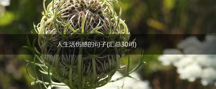 人生活伤感的句子(汇总30句),第1张