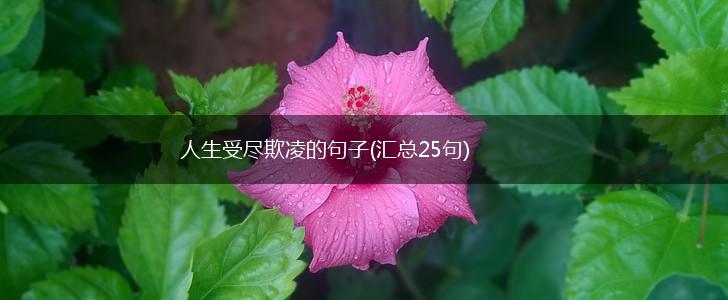 人生受尽欺凌的句子(汇总25句),第1张